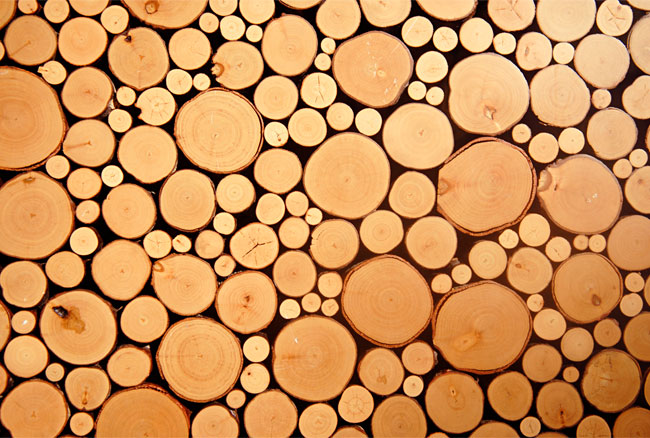 Fotomurales vinilos troncos árboles
